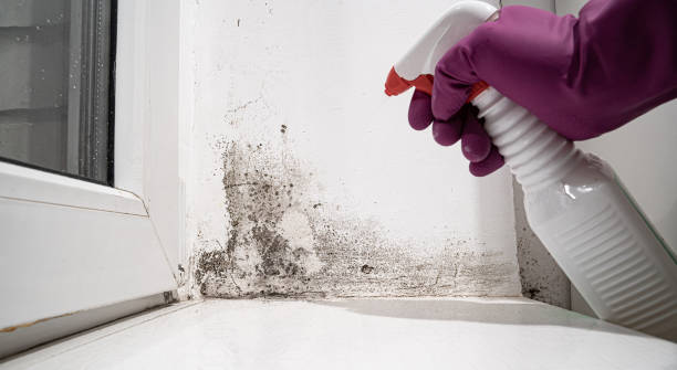 Best Mold removal after water damage  in South Shore, KY