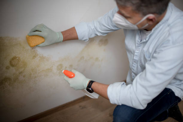 Best Water damage contractors near me  in South Shore, KY